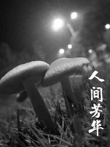 芳华人间歌词完整版